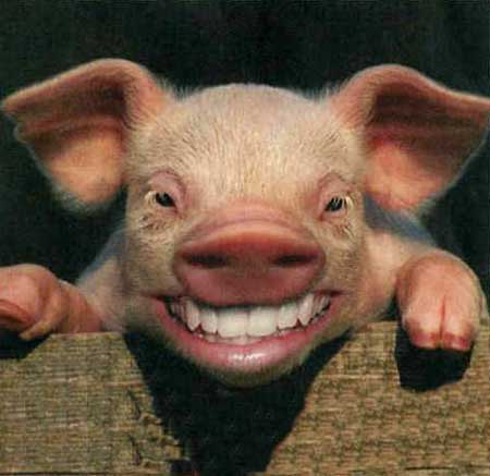 happy-pig